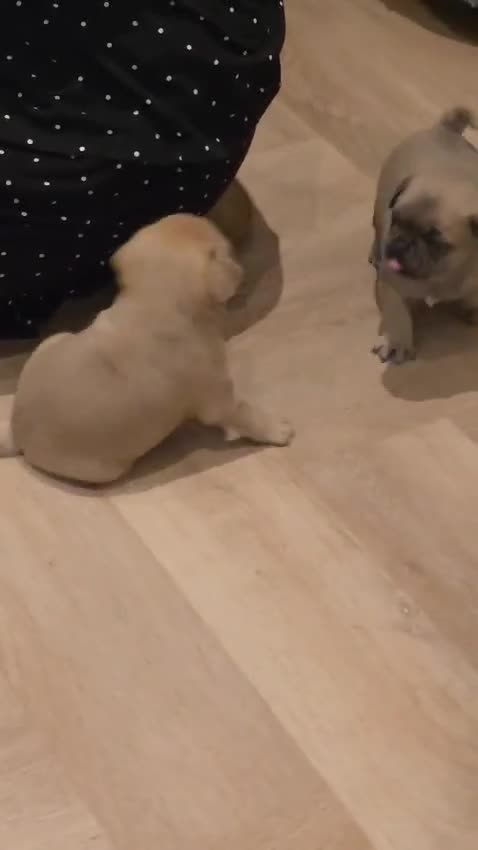 Pug dogs for sale: KC pug puppys  - Video 1