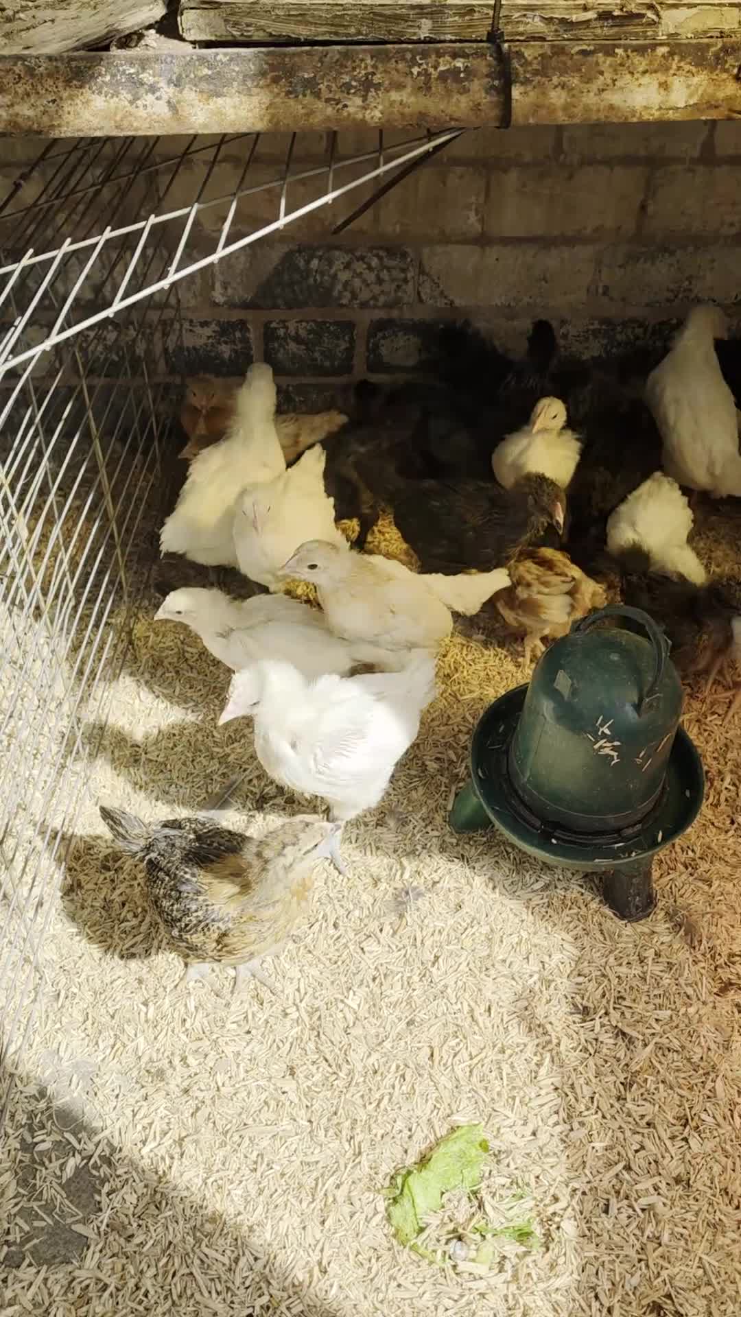 Mixed Breed poultry for sale: Mixed pullets for sale - Video 1