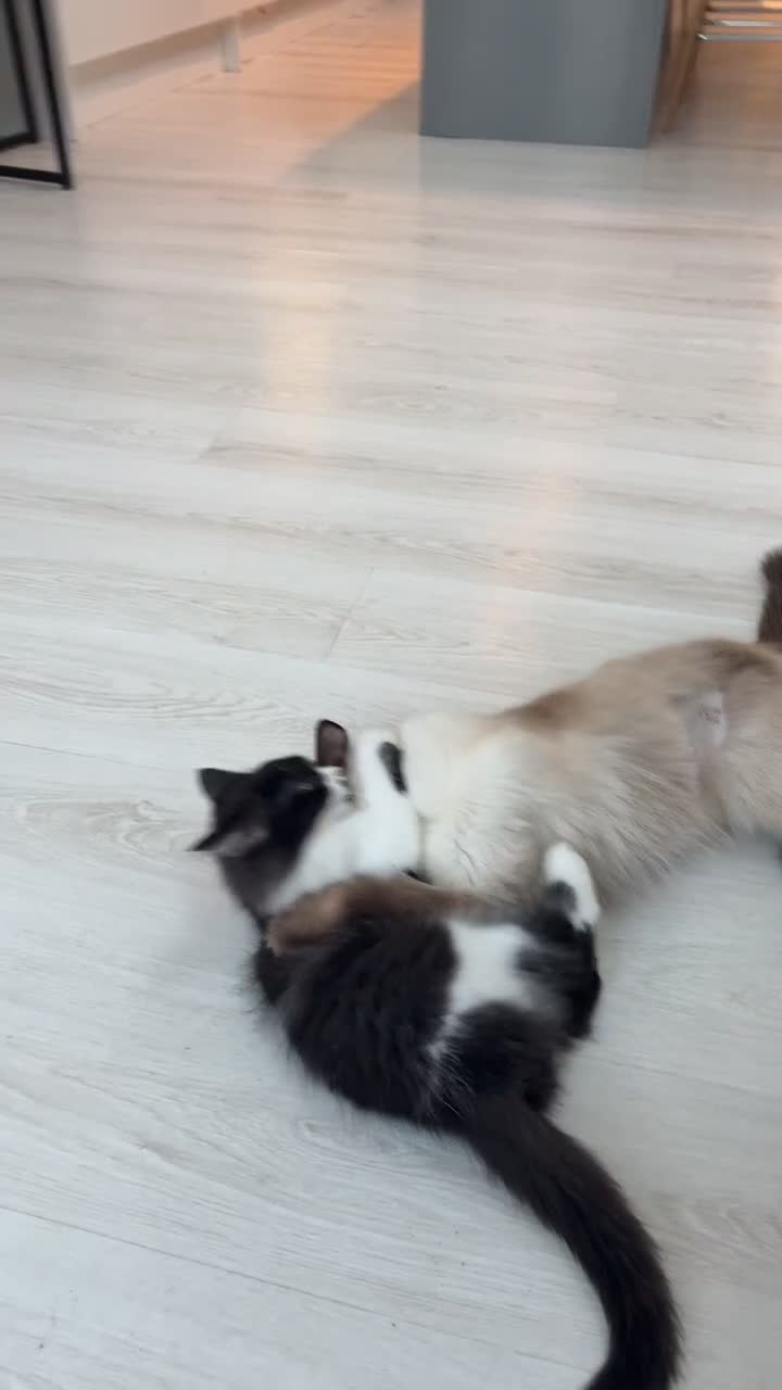 Ragdoll cats for sale: 4x Half ragdoll half mixed kittens  - Video 3