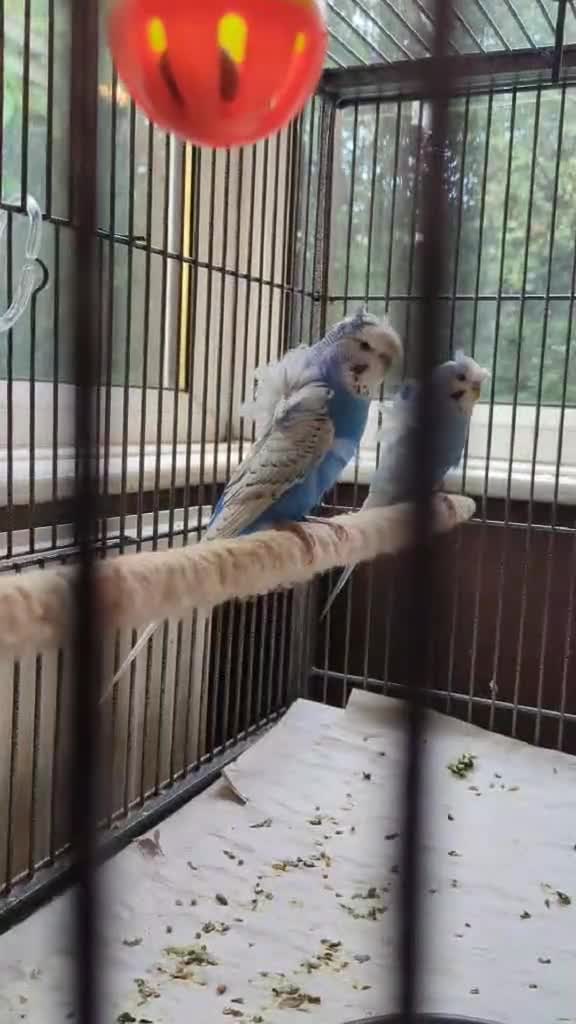Budgerigars birds for sale: Japanese crested Hagoromos for sale - Video 2