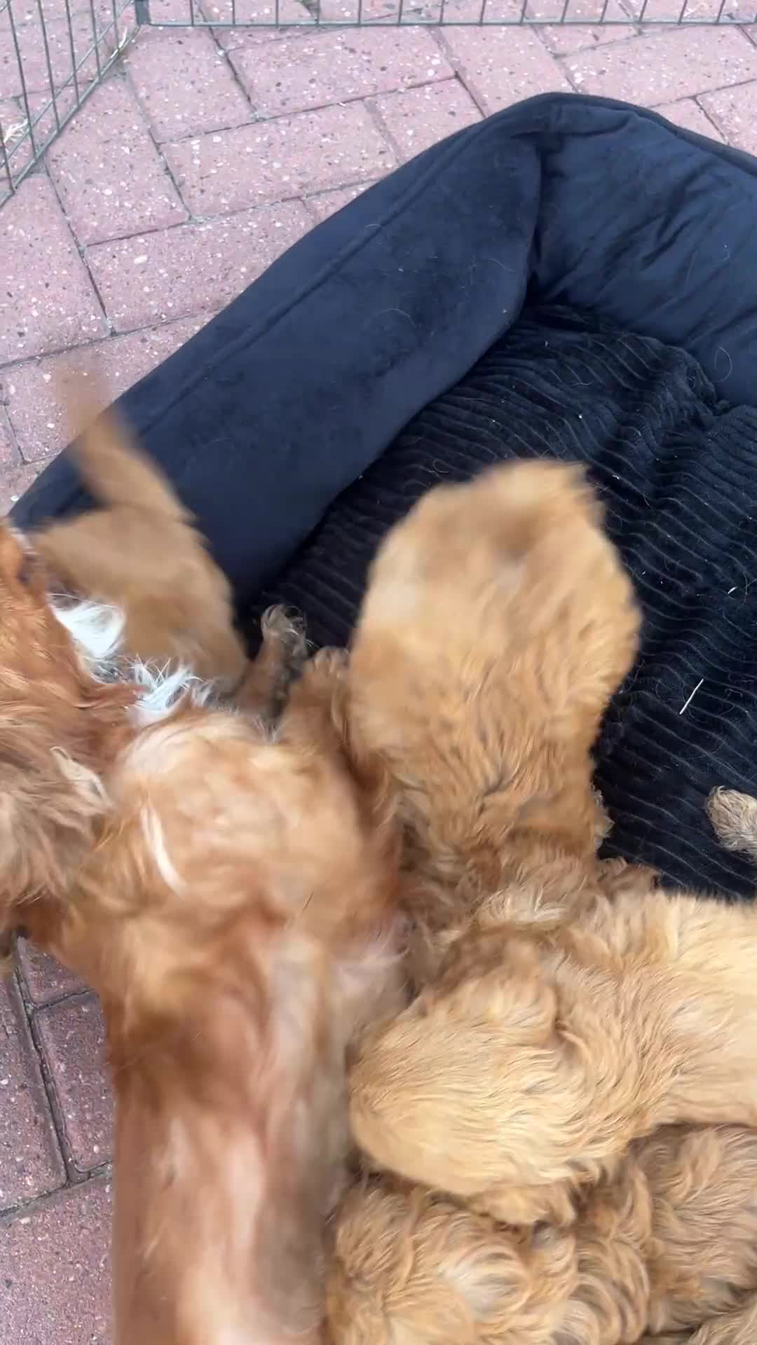 Cavapoo dogs for sale: F1 Cavapoos  - Video 2