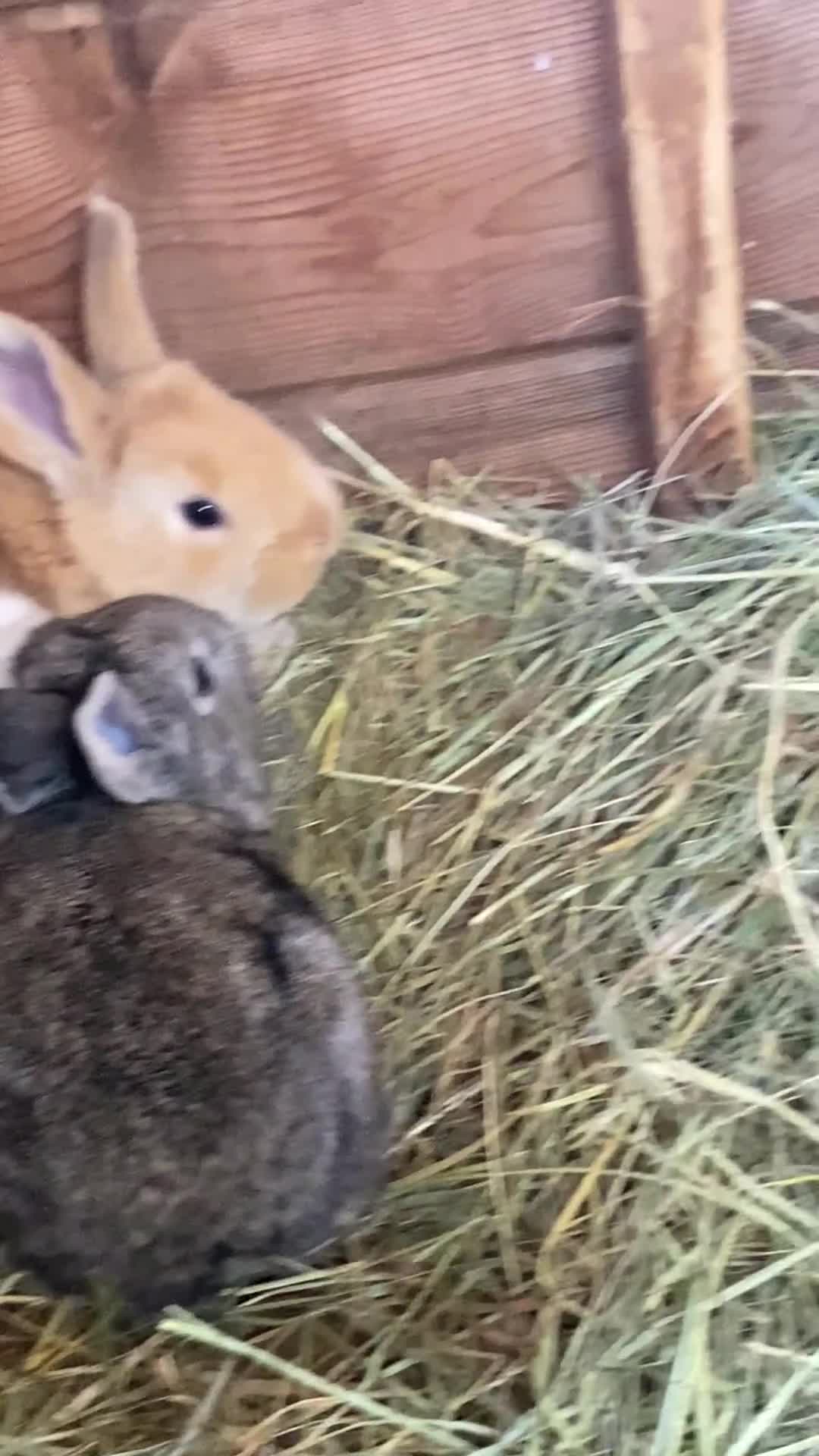 Continental Giant rabbits for sale: Continental Giant Baby Rabbits  First Litter  - Video 1