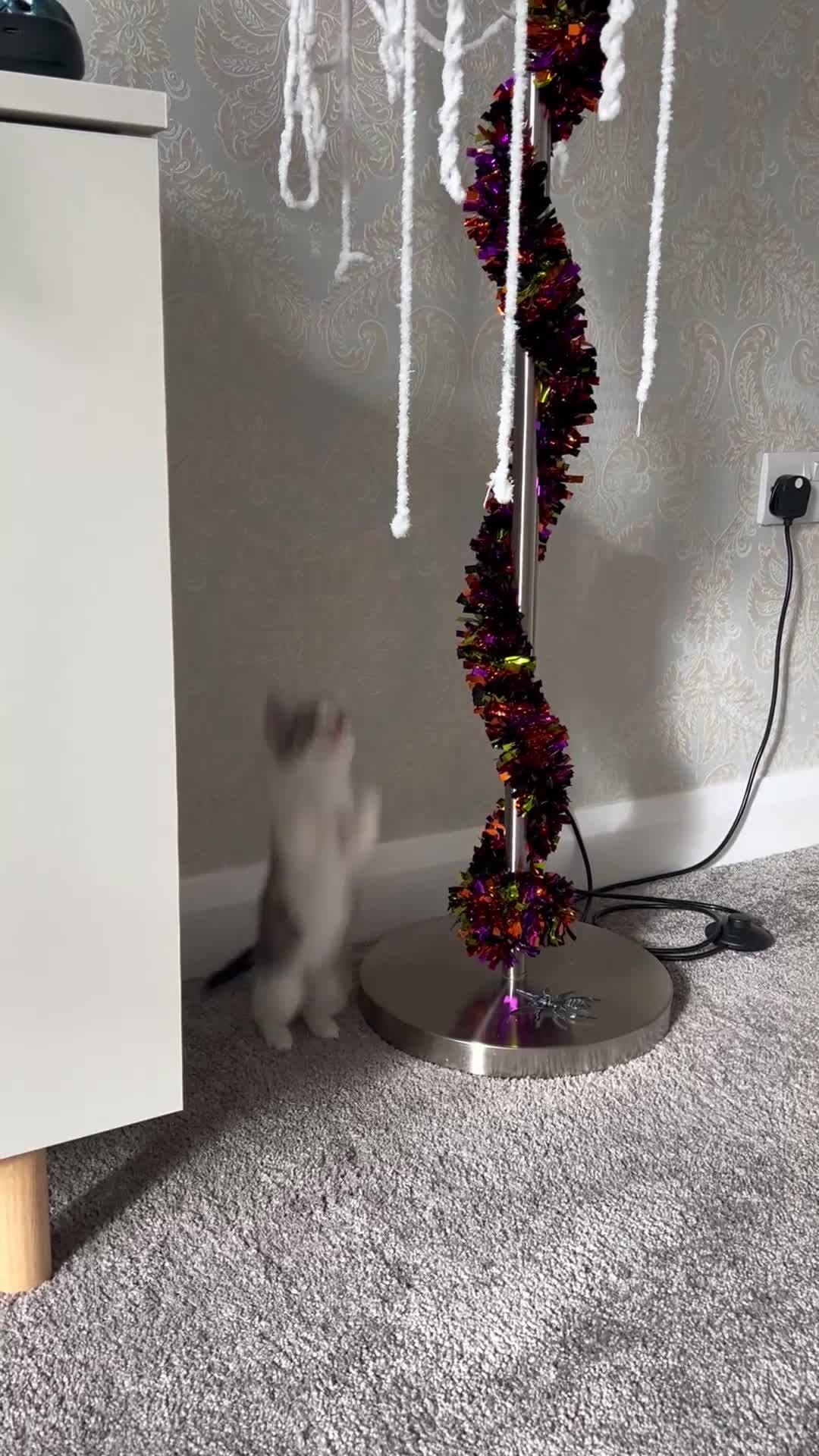 Mixed Breed cats for sale: 6 beautiful kittens ready now (4 left) - Video 2