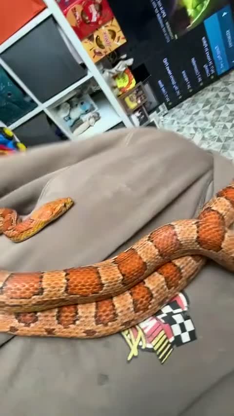 Corn Snake reptiles for sale: Corn snake 5 years old - Video 1