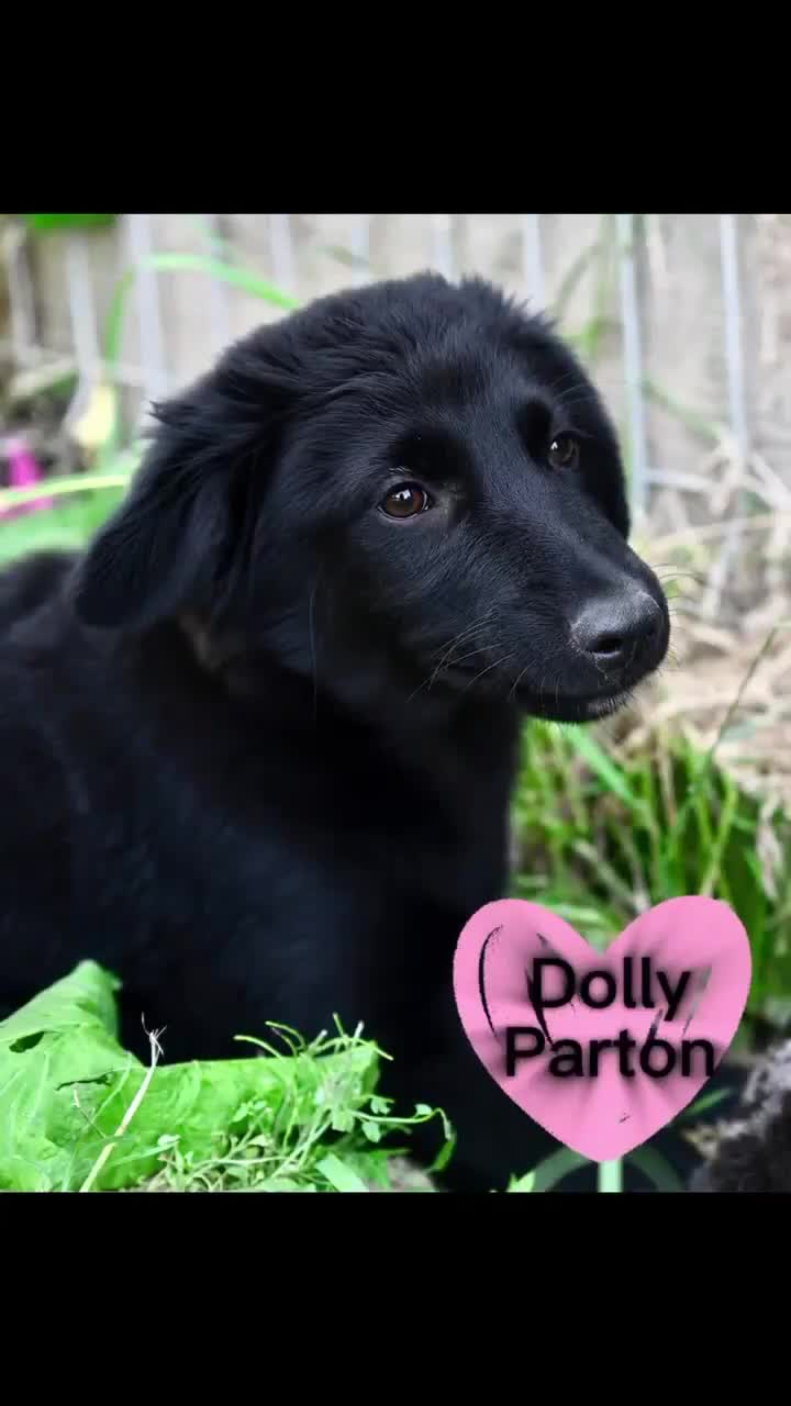 Mixed Breed dogs for adoption: RICKY - FOR ADOPTION  in Caernarfon - Video 2