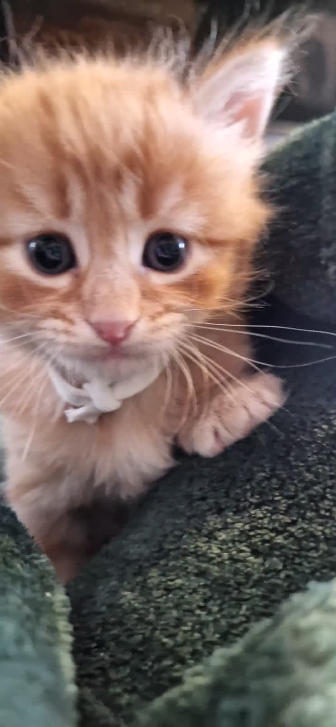 Domestic Shorthair cats for sale: 6 Adorable DSH kittens! Ginger & tabby babies ❤️  - Video 2