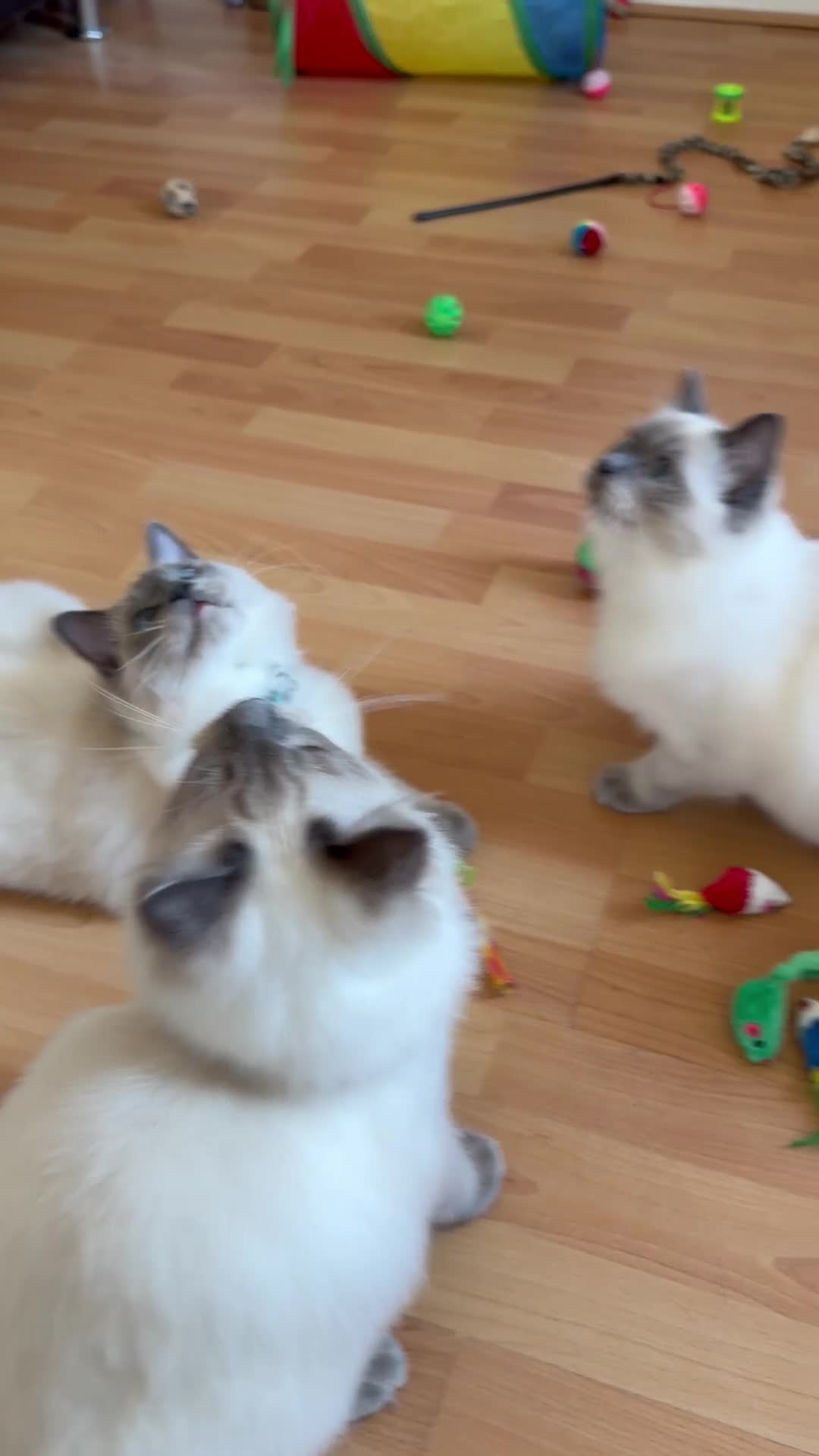 Ragdoll cats for sale: Ragdoll Kittens Looking for Their Forever Homes  - Video 3