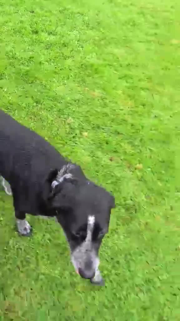 Mixed Breed dogs for adoption: Merinda your loyal companion - Video 2
