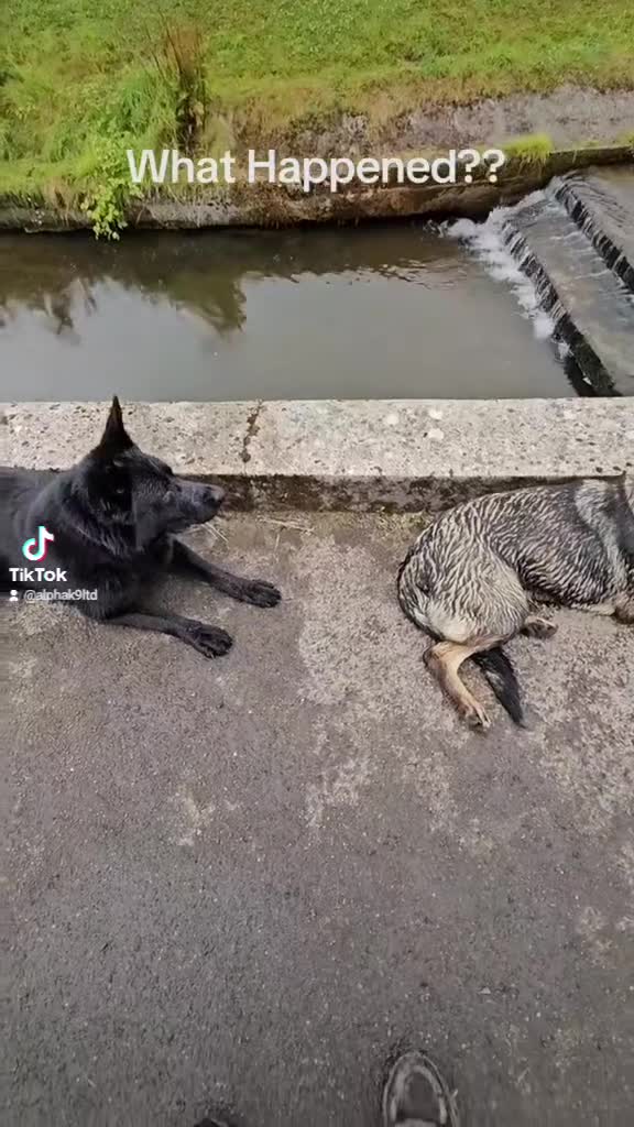 German Shepherd dogs for stud: GHOST *Stud only* - Video 2