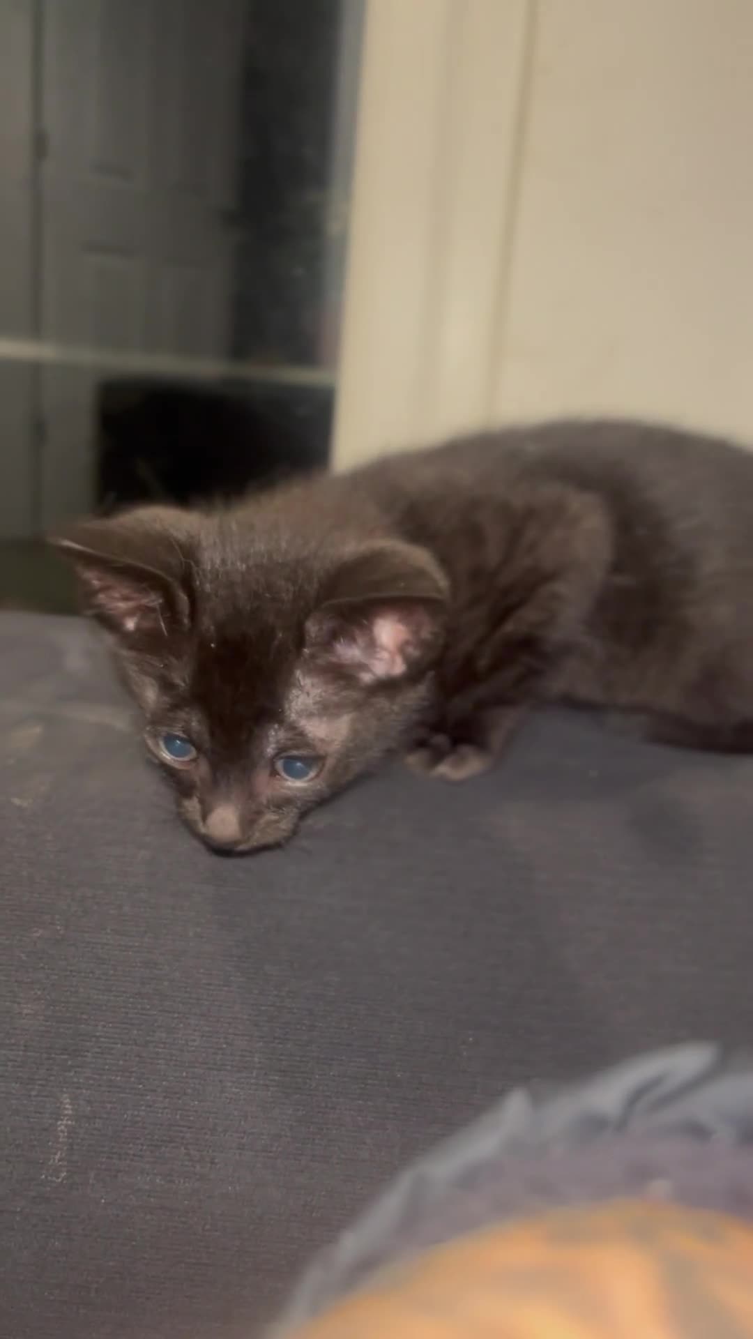 Savannah cats for sale: 1 full breed savannah girl left black  - Video 1
