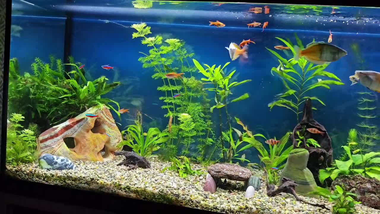 Rainbow Fish fish for sale: 55 gallon Tropical Complete setup - Video 1