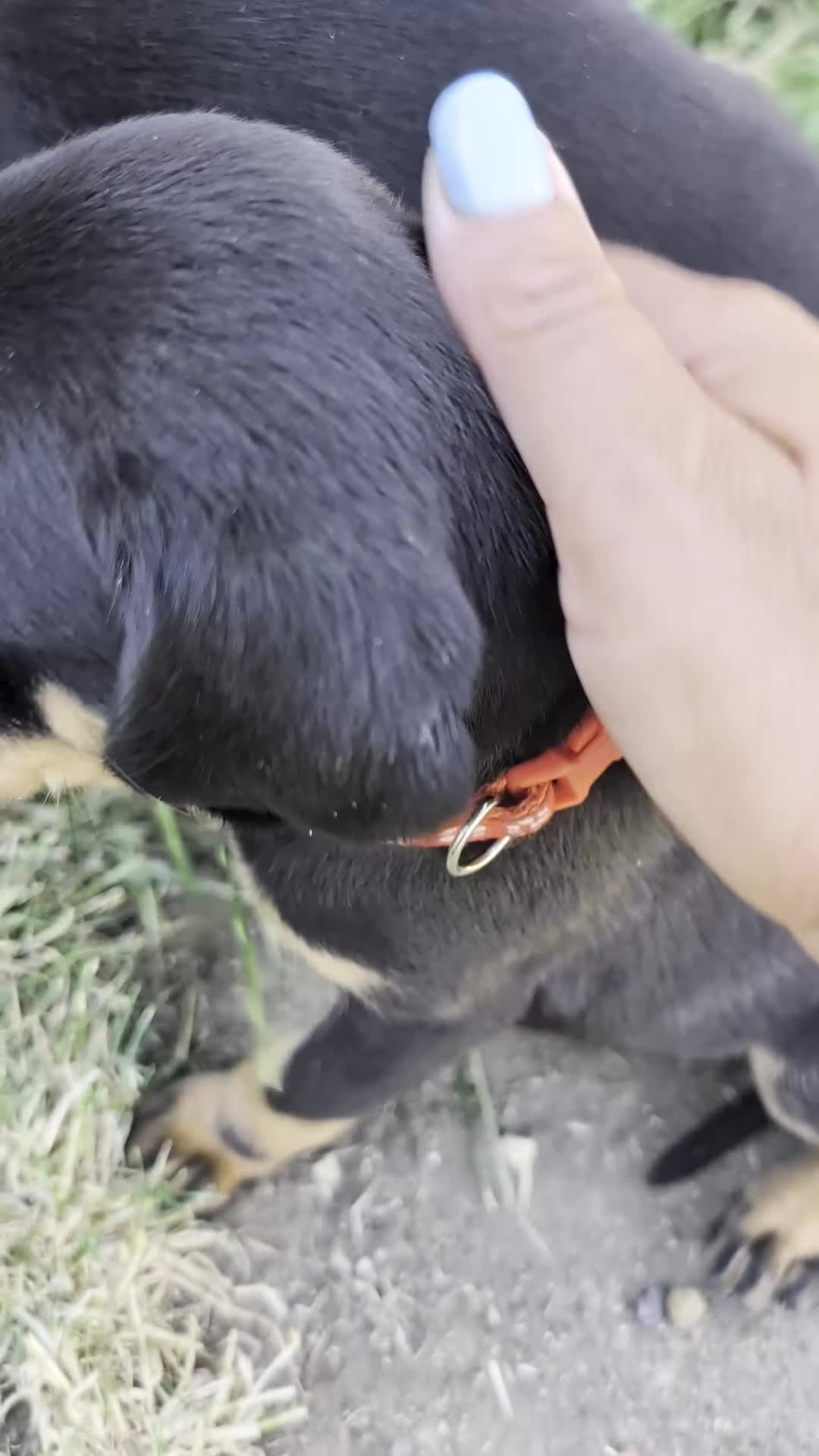 Mixed Breed dogs for sale: Pure breed Lithuanian hounds 2 puppies left - Video 3