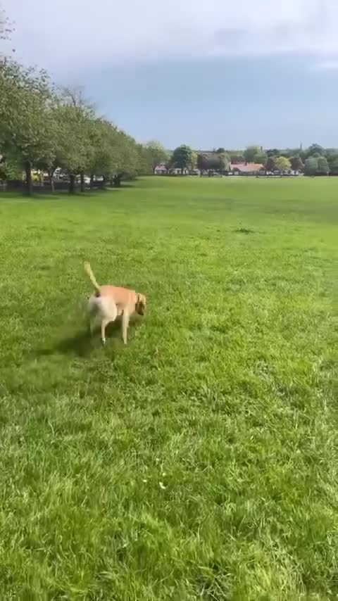 Labrador Retriever dogs for stud: Miles (Labrador retriever for Stud) - Video 1