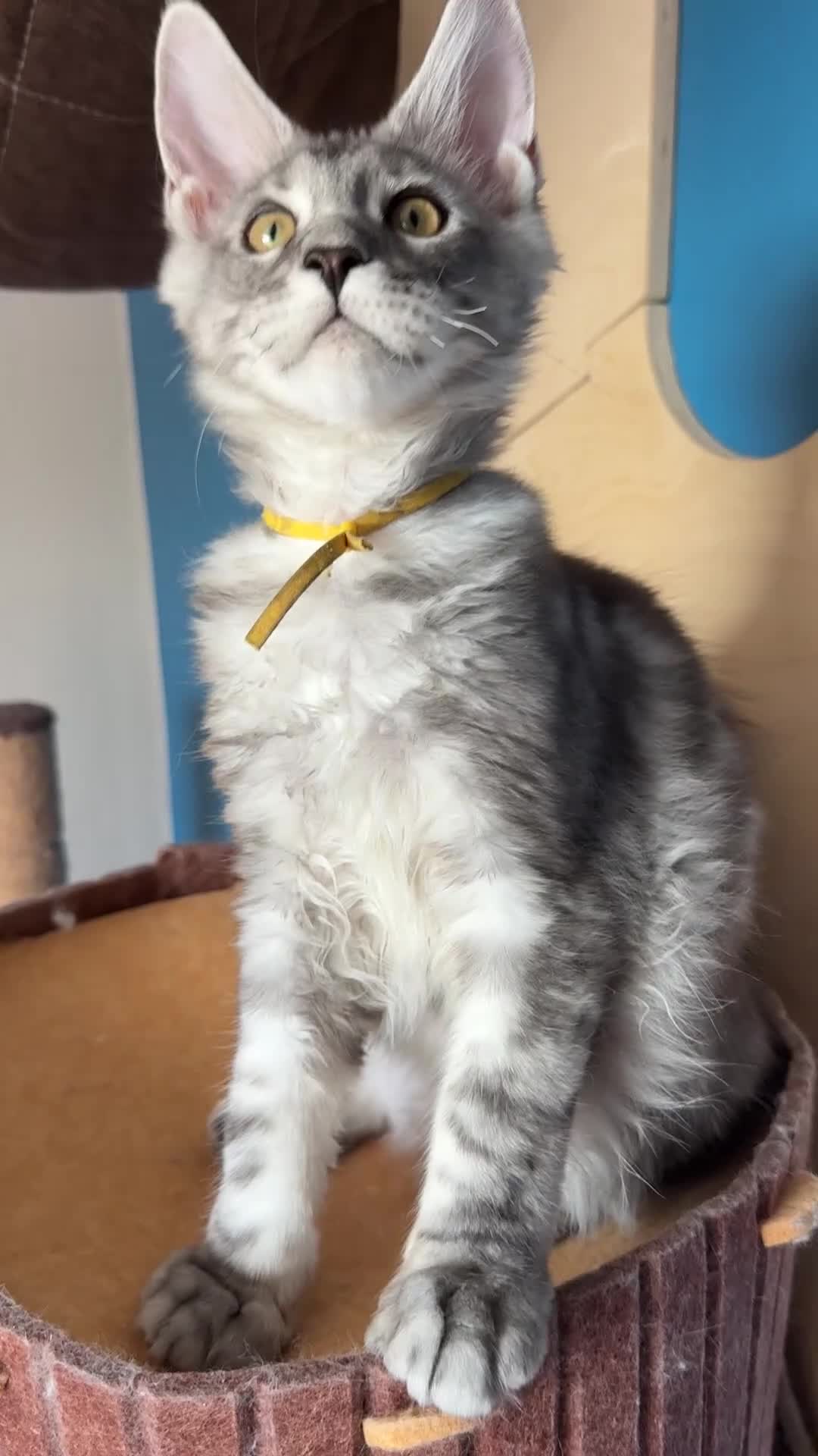 Maine Coon cats for sale: Polydactyl and non-polydactyl kittens  - Video 1