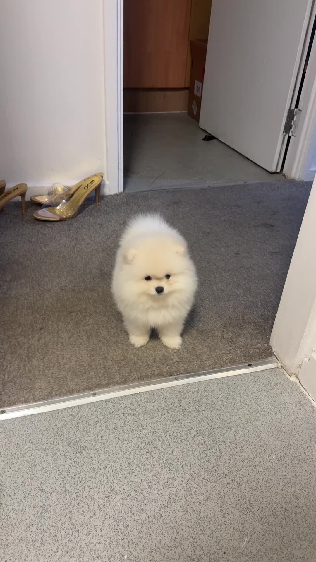 Pomeranian dogs for sale: Luxury  **  mini pedigree russian toy Pomeranian - Video 1