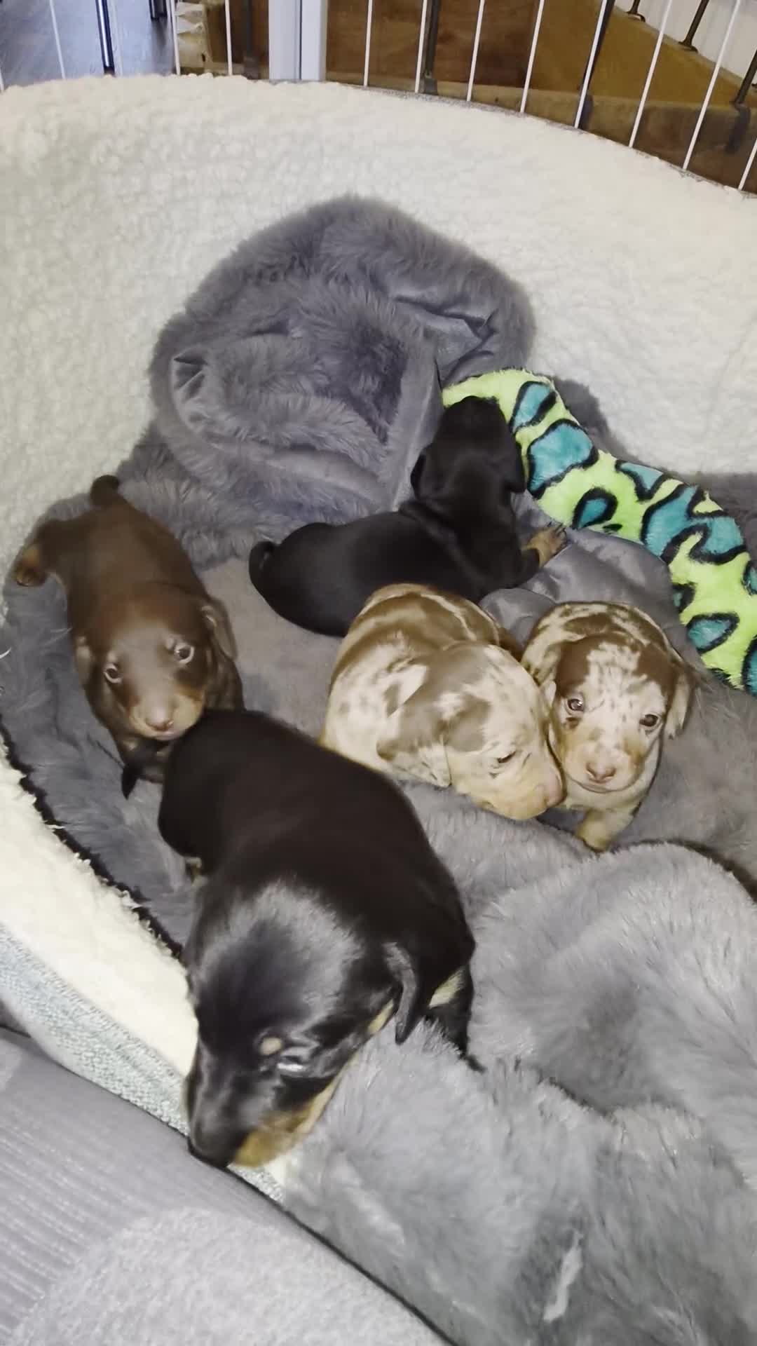 Miniature Dachshund dogs for sale: Adorable Miniature Dachshund Pups. in Deal - Video 1