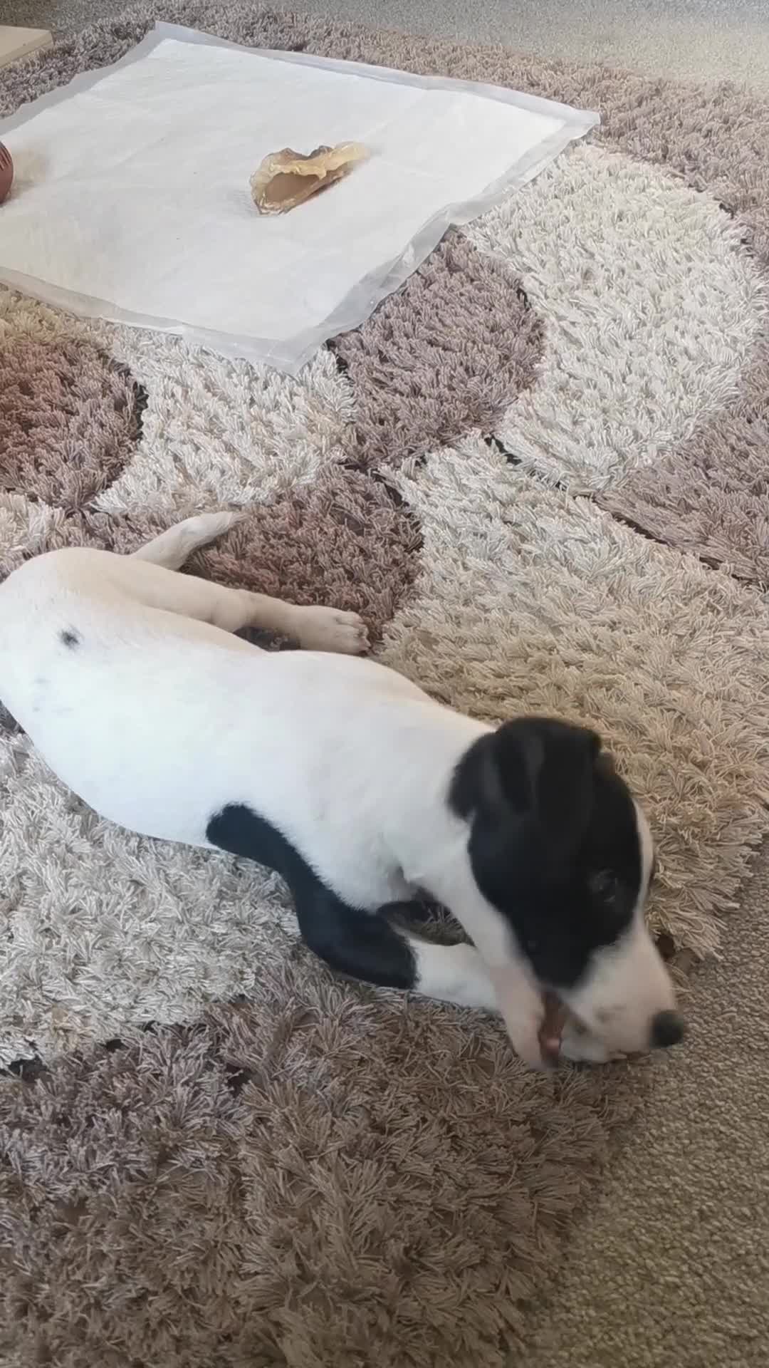 Jack Russell dogs for sale: Male jack russell - Video 1