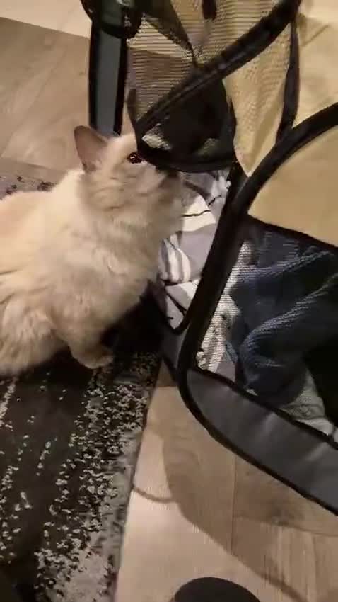 Ragdoll cats for sale: Beautiful Ragdoll Kittens Looking for Loving Homes - Video 1