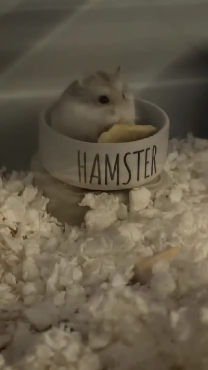 Hamster rodents for sale: Roborovski dwarf hamster  in Nottingham - Video 1