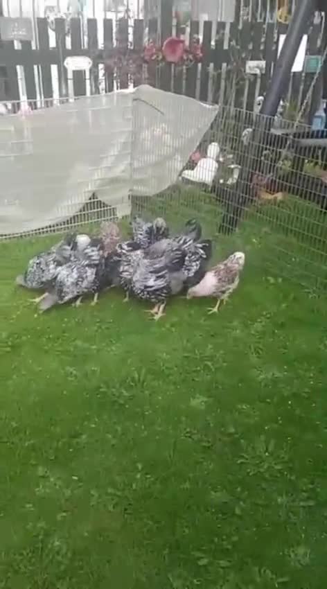 Chickens poultry for sale: Wyandotte pulleys  - Video 1