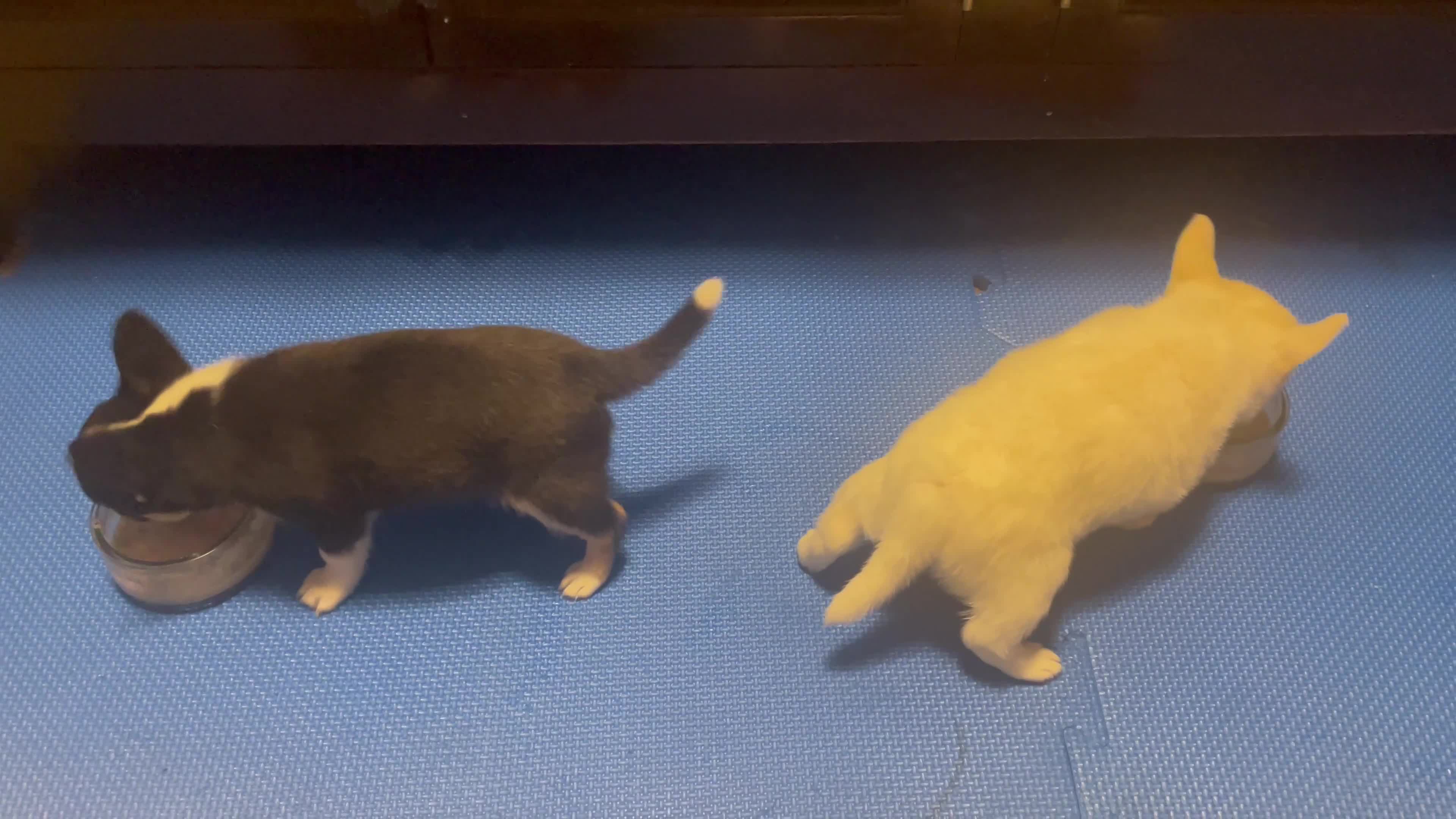 Chihuahua dogs for sale: Beautiful Longhaired Chihuahua Puppies  - Video 1