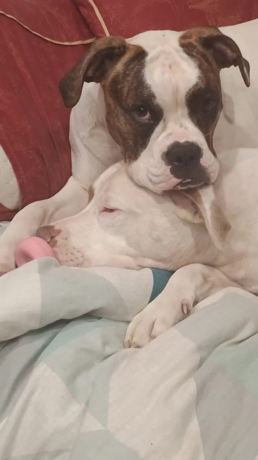 American Bulldog dogs for sale: Beautiful American Scott Bulldog for sale  - Video 5