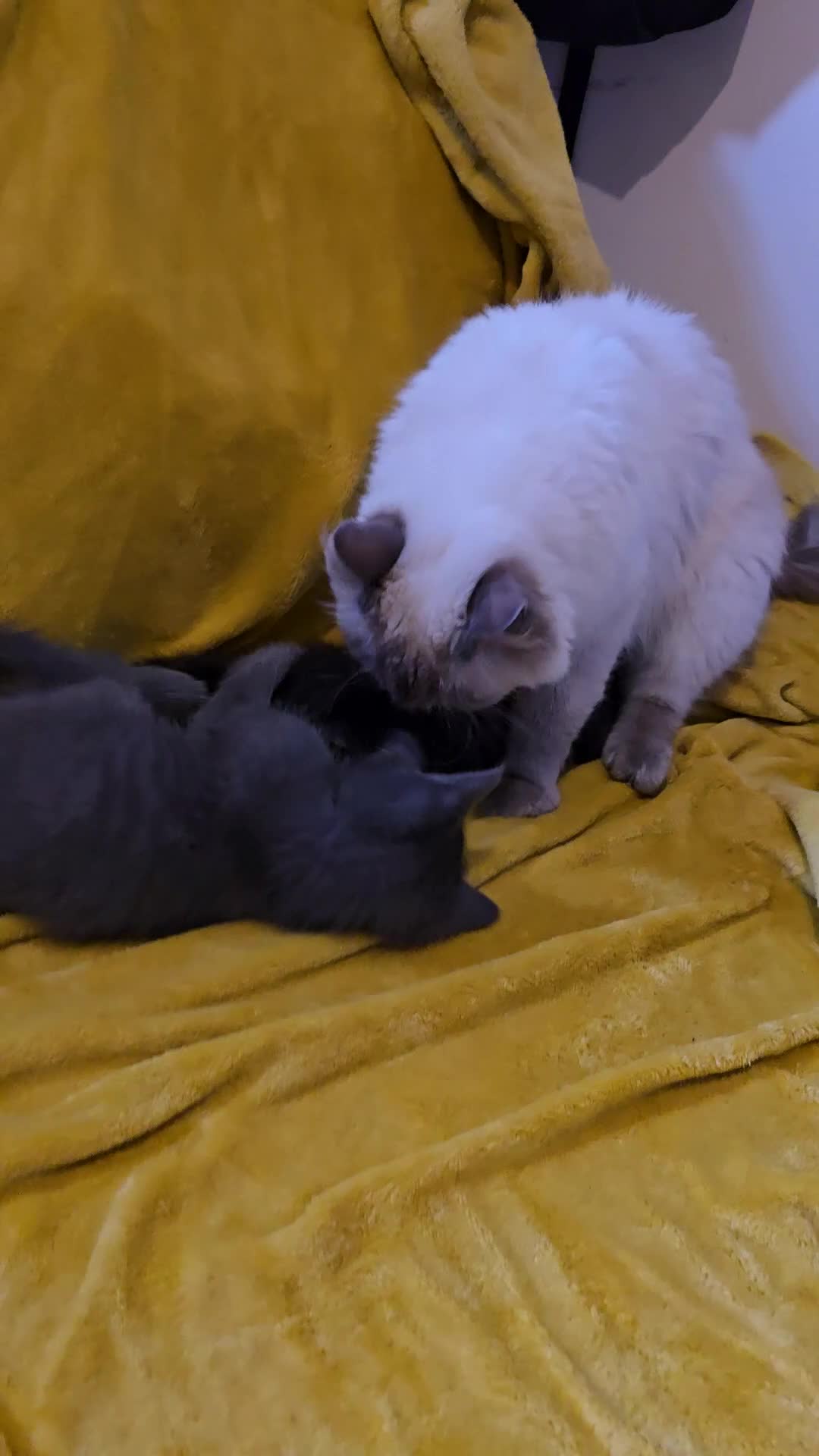 Ragdoll cats for sale: Gorgeous half ragdoll kittens - Video 4