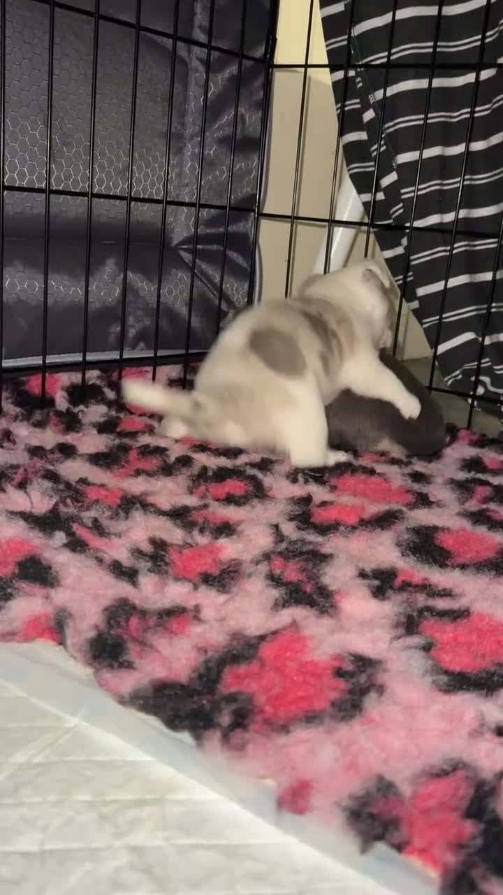 Chihuahua dogs for sale: Two stunning chihuahua boys  - Video 1