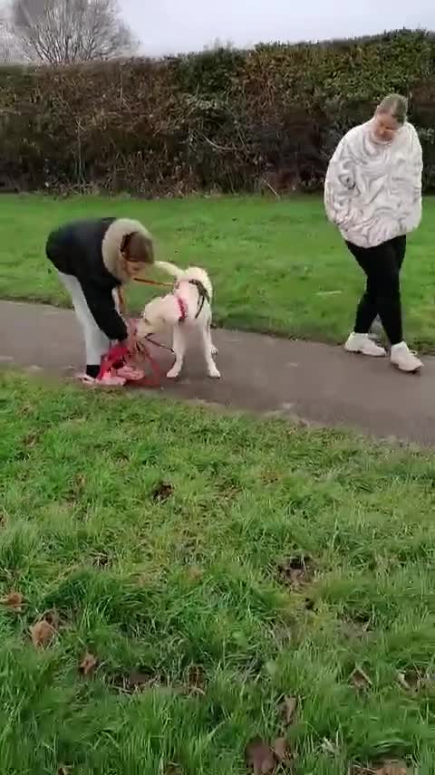 Mixed Breed dogs for adoption: ❤️🐶 HONEY – Gentle Labrador Cross Girl ❤️🐶 - Video 2