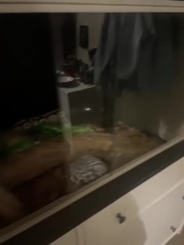 Python Snake reptiles for sale: Female Royal ball python and full setup - Video 2