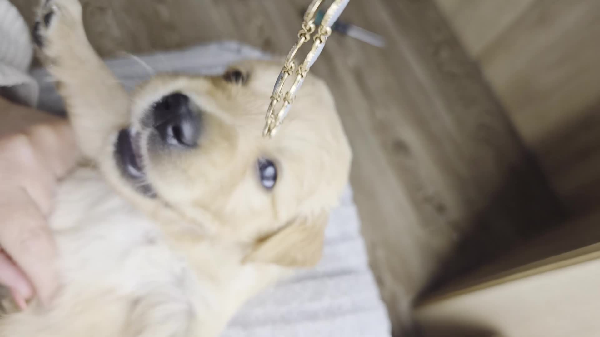 Golden Retriever dogs for sale: Golfen retriever puppies in Stonehouse - Video 1