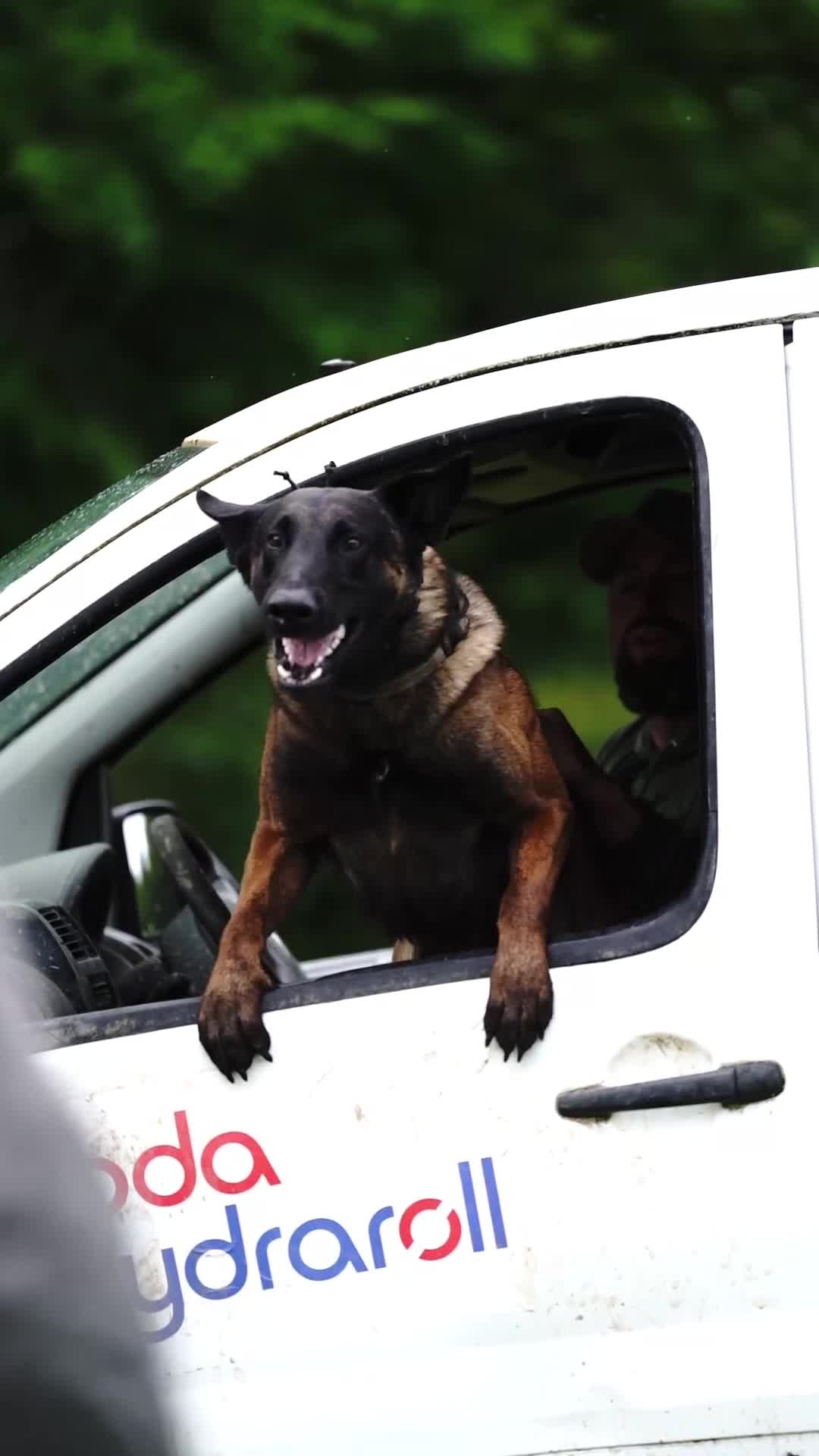 Belgian Shepherd Dog dogs for sale: Malinois Litter  in Airdrie - Video 1