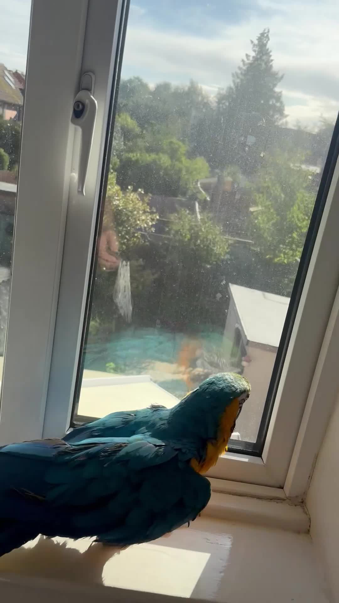 Macaws birds for sale: Harvey our beautiful boy - Video 4