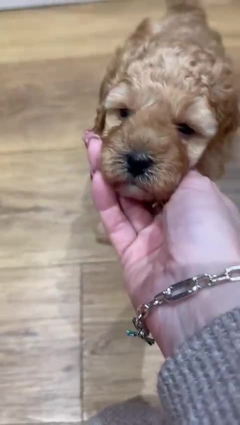 Cavapoo dogs for sale: Two Gorgeous light red Cavapoo Boys  - Video 1