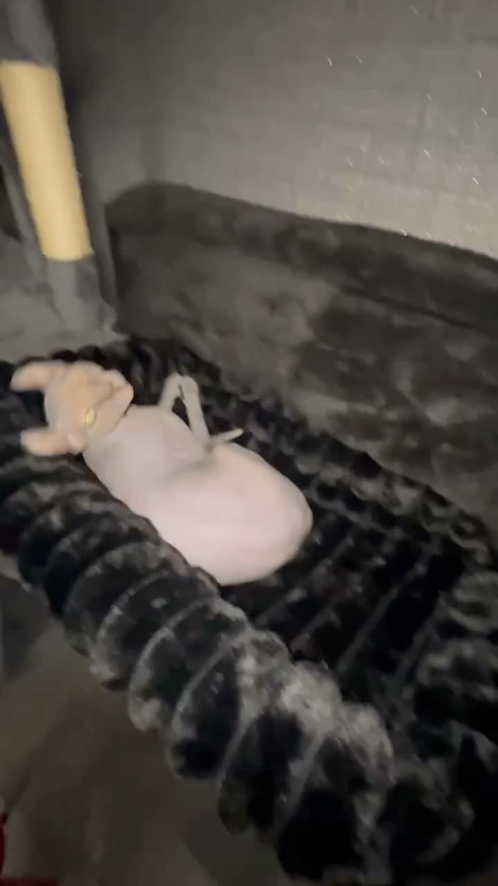 Sphynx cats for sale: Phoebe NEEDS A HOME ON HER OWN NO OTHER CATS/DOGS - Video 2