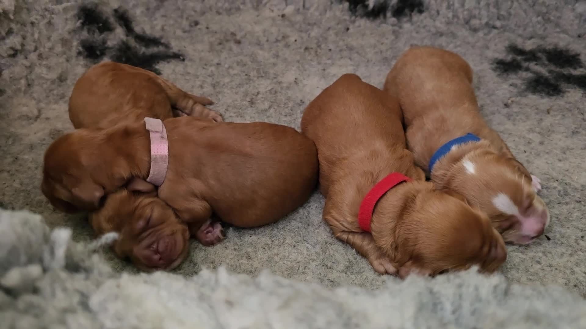 Cockapoo dogs for sale: Cockapoo Puppies ❤️  - Video 1