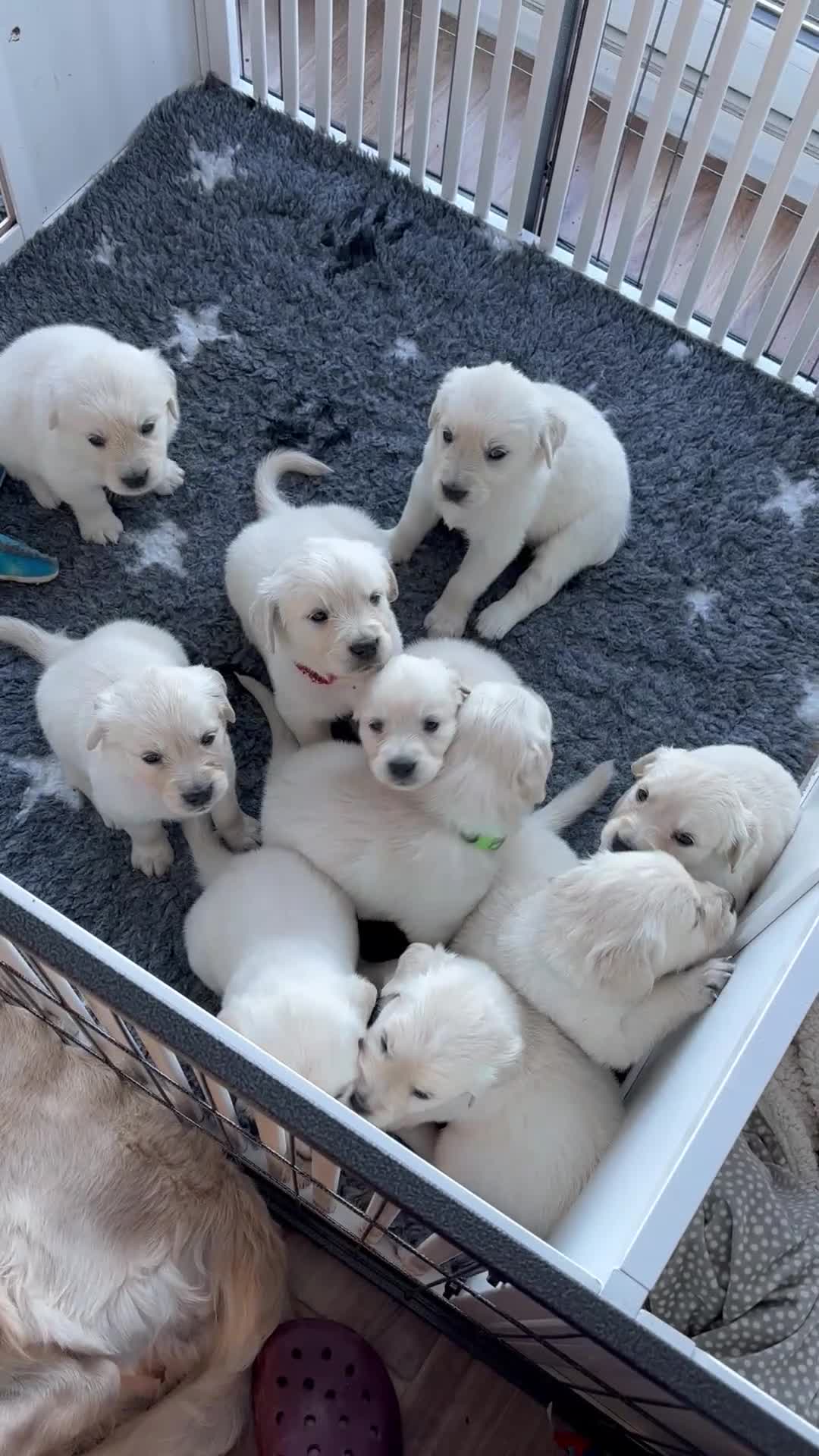 Golden Retriever dogs for sale: KC Registered Golden Retriever Puppies 🐾 - Video 1