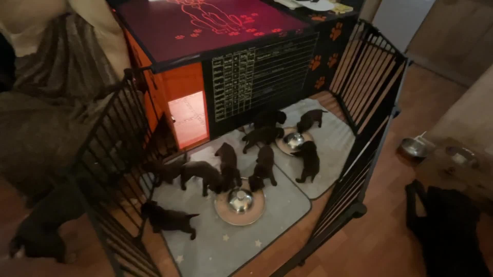 Labrador Retriever dogs for sale: PUPPIES 8 WEEKS OLD CAN LEAVE NOW! - Video 5