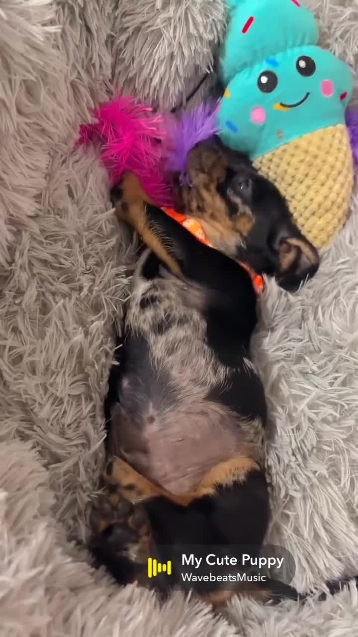 Dachshund dogs for sale: 🐶 5 Beautiful Dachshund Puppies 5 Weeks Old - Video 3