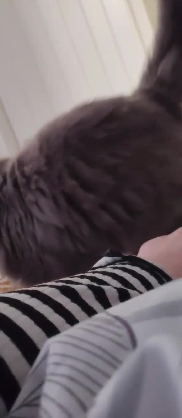 British Longhair cats for sale: 3 year old British Longhair - Video 2