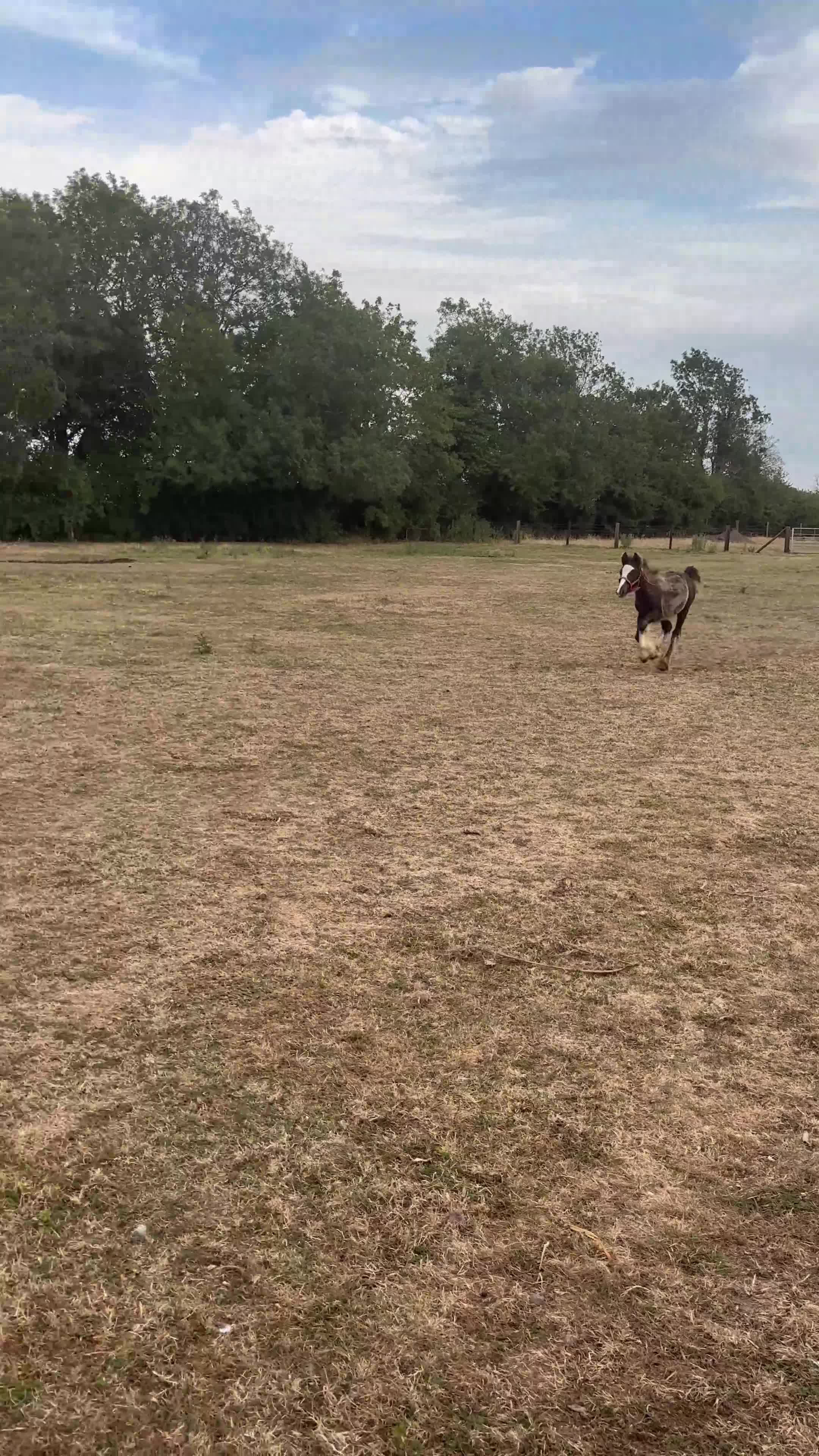 Miniature horses for sale: 6-Month-Old Mini Cob Colt Foal – Full of Potential - Video 2