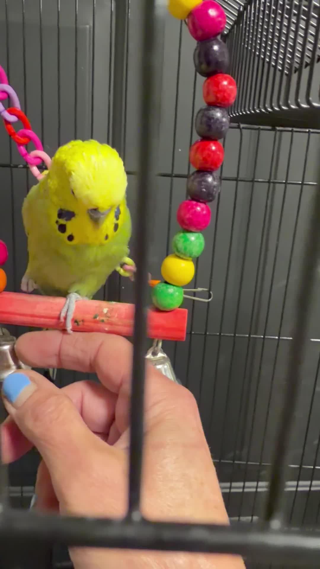 Budgerigars birds for sale: Stunning Pair of Tame Budgies – Must Go Together in Basildon - Video 1