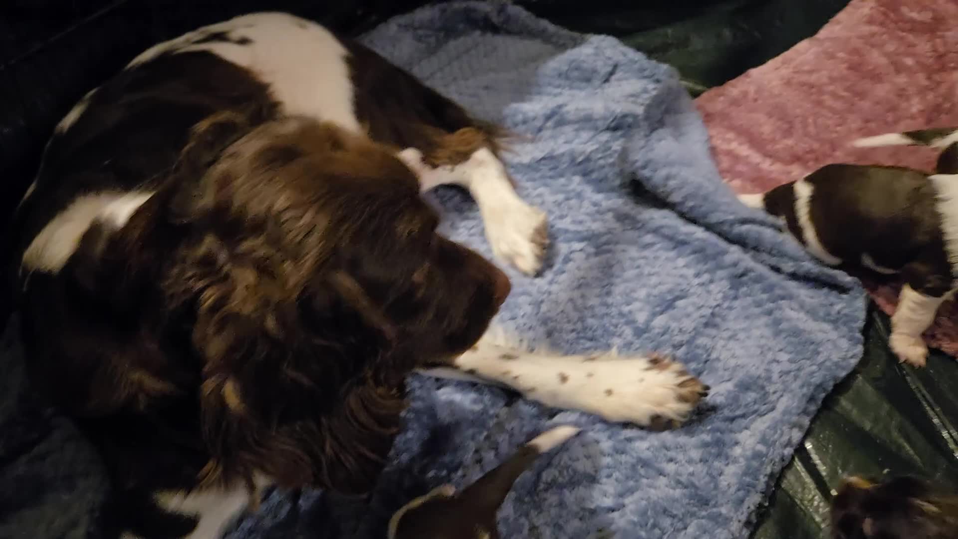 English Springer Spaniel dogs for sale: KC Registered English Springer Spaniel Puppies - Video 1