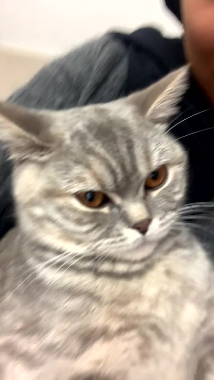 British Shorthair cats for sale: 1 Year Old Light Grey Female British Shorthair - Video 2