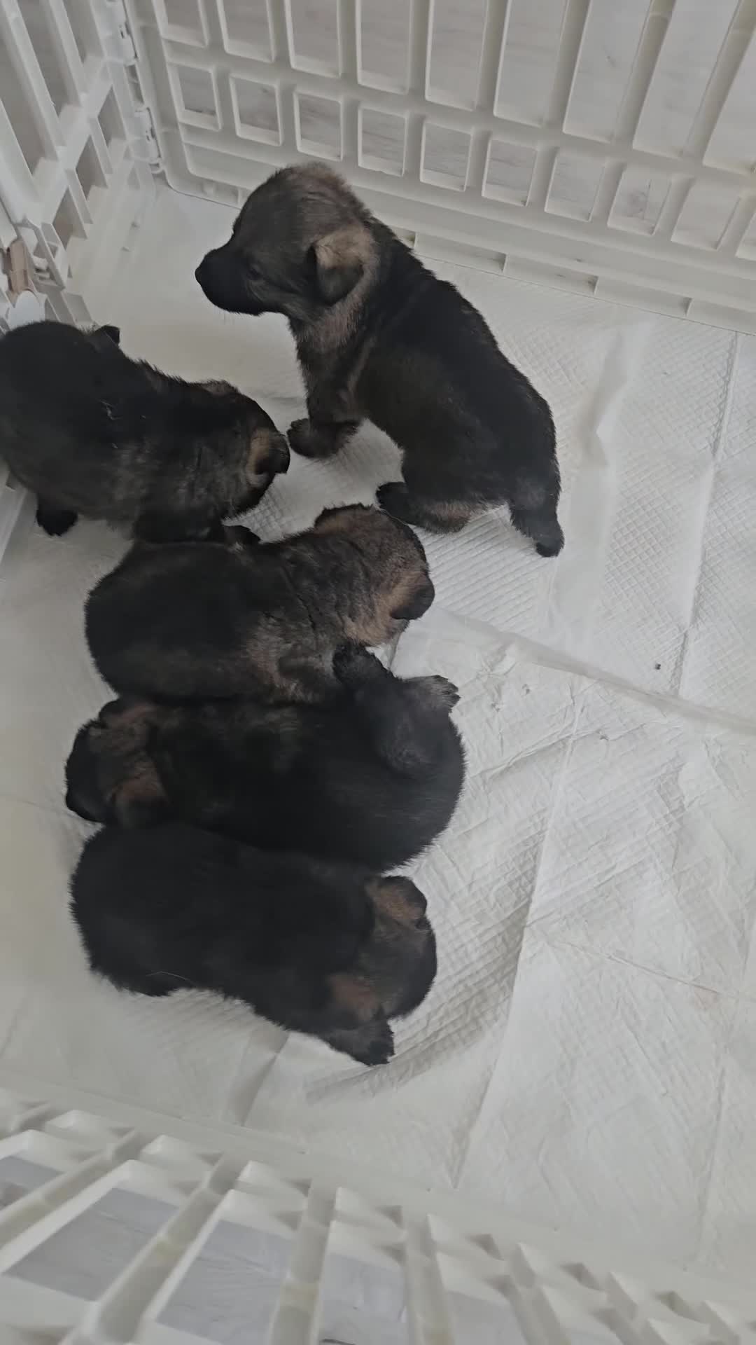 German Shepherd dogs for sale: Outstanding Pedigree German Shepherd Puppies - Video 1