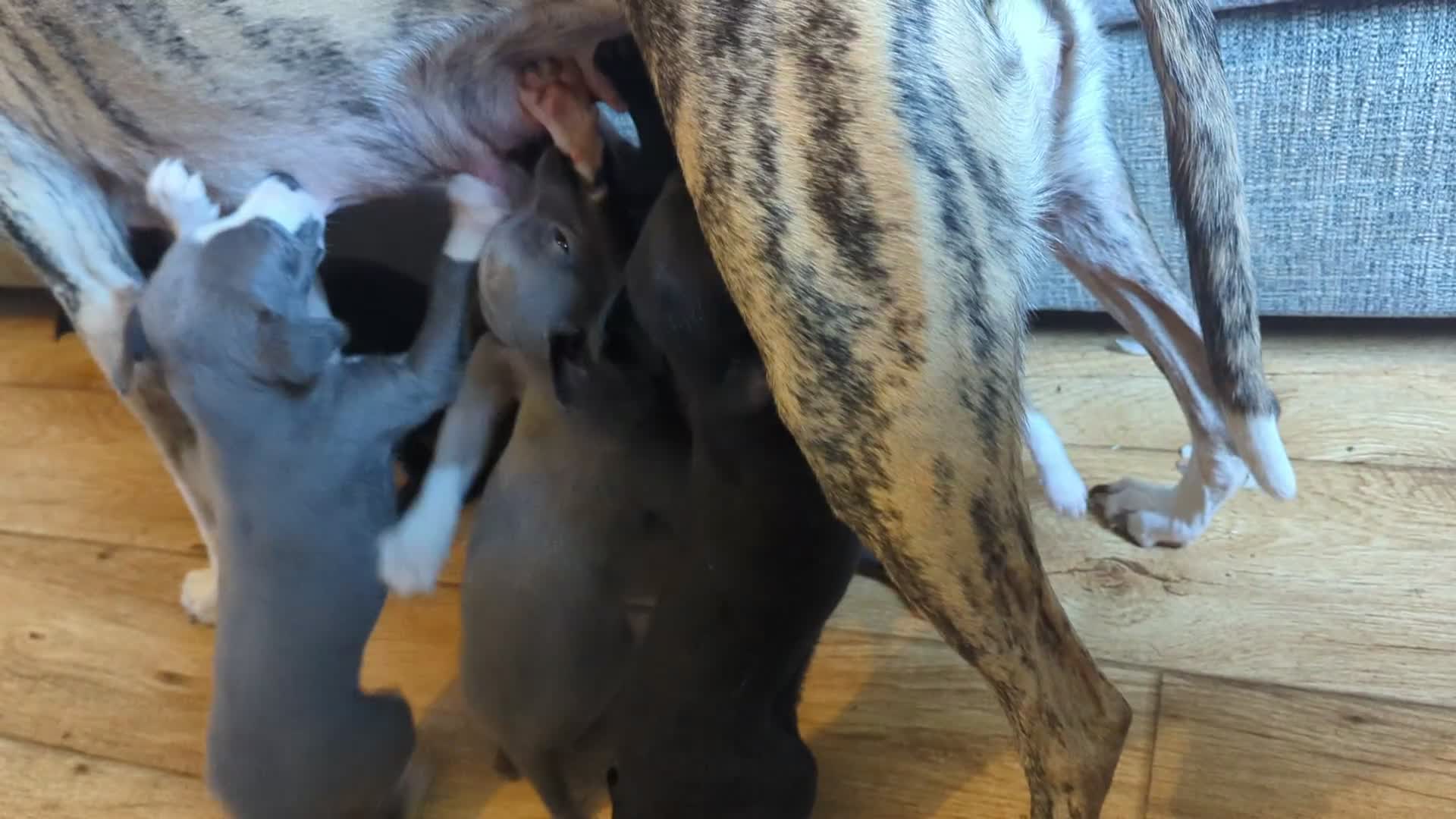Whippet dogs for sale: Super friendly KC registered whippet pups - Video 1