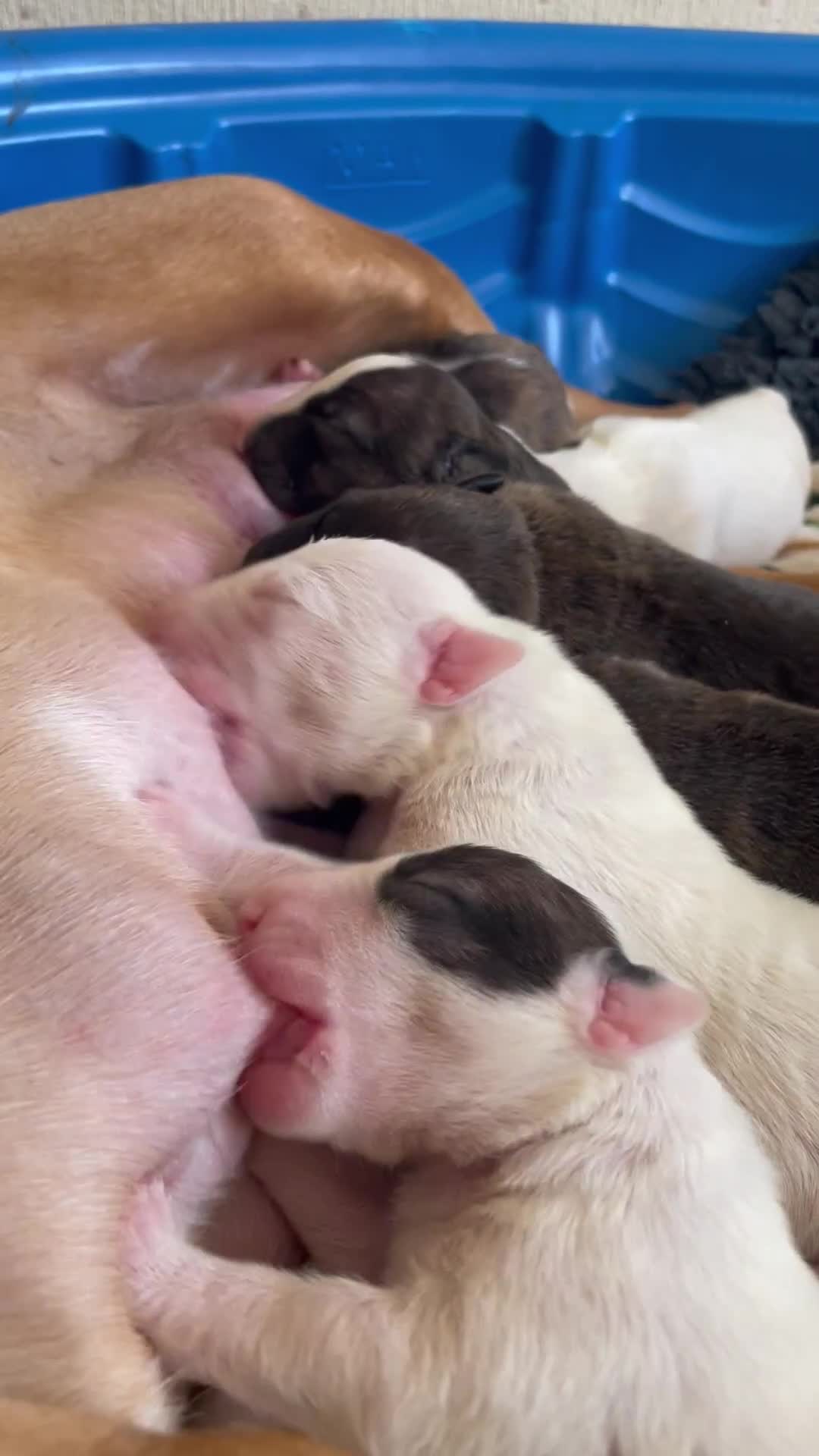 English Bull Terrier dogs for sale: Stunning Champion sired Bull Terriers pups (MALE)  - Video 2