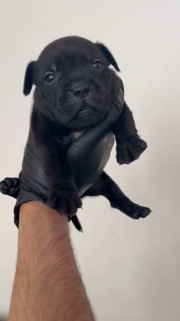 Staffordshire Bull Terrier dogs for sale: Amazing Champion Bred Blue and Black staffys   - Video 5