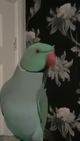 Ringnecks birds for sale: Beautiful Indian Ringneck Parrot - Video 3