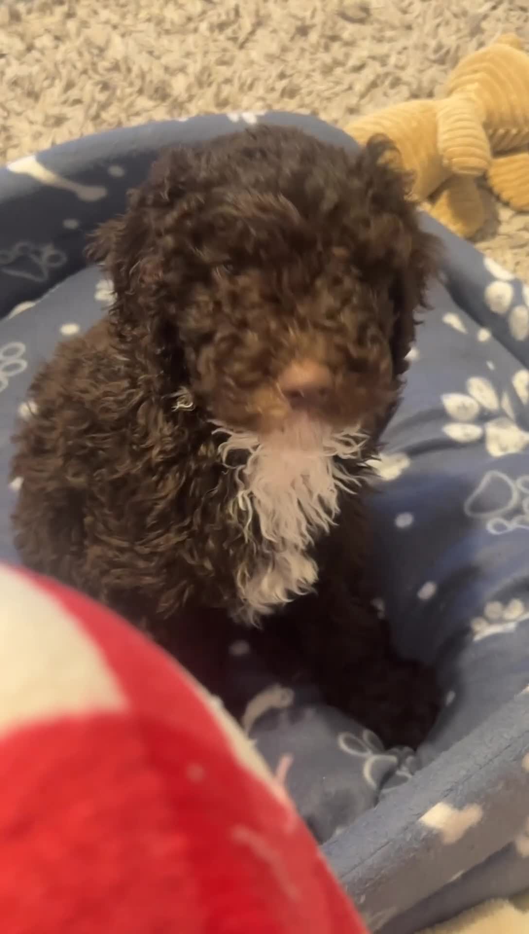 Cockapoo dogs for sale: Cockapoo for sale - Video 1